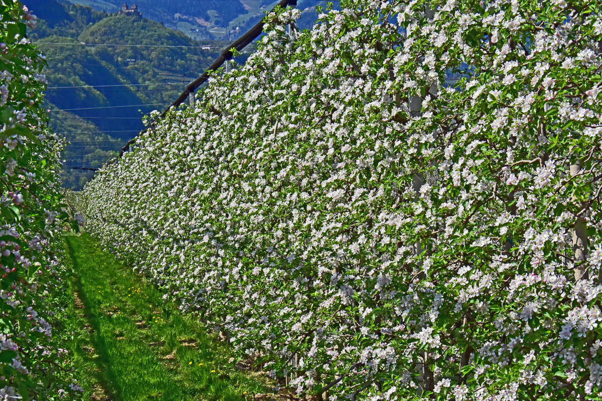 Apfelblüte