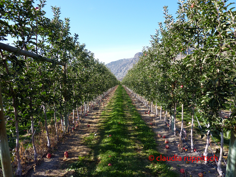 Apfelplantage im Similkameen Valley, Kanada