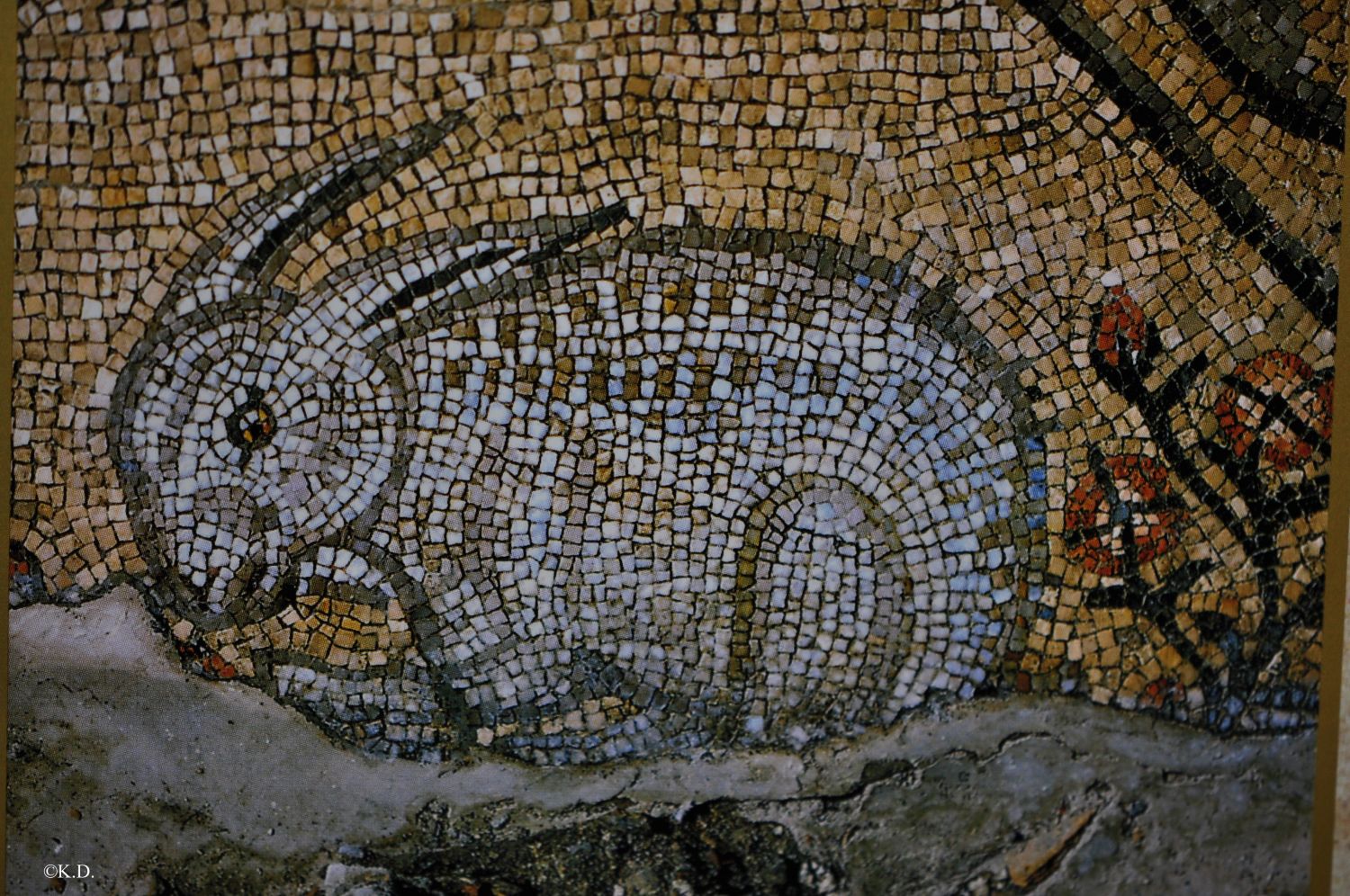 Aquileia - Weißer Hase aus der Nordaula