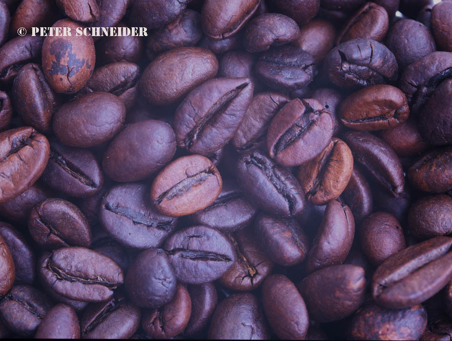 Arabica und Robusta