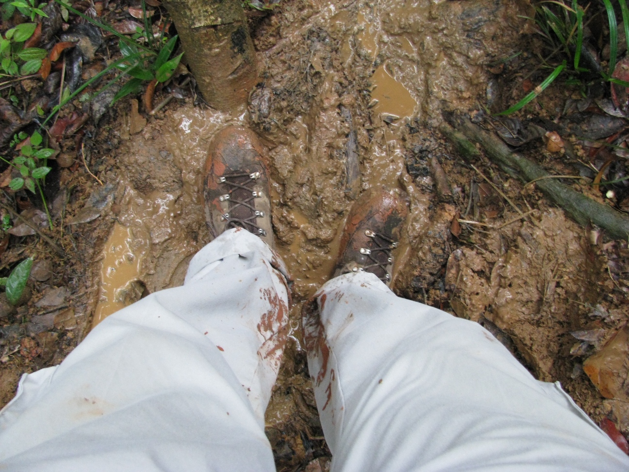 Arbeit im Regenwald Panamas