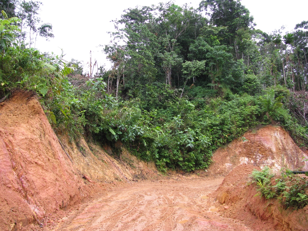 Arbeit im Regenwald Panamas