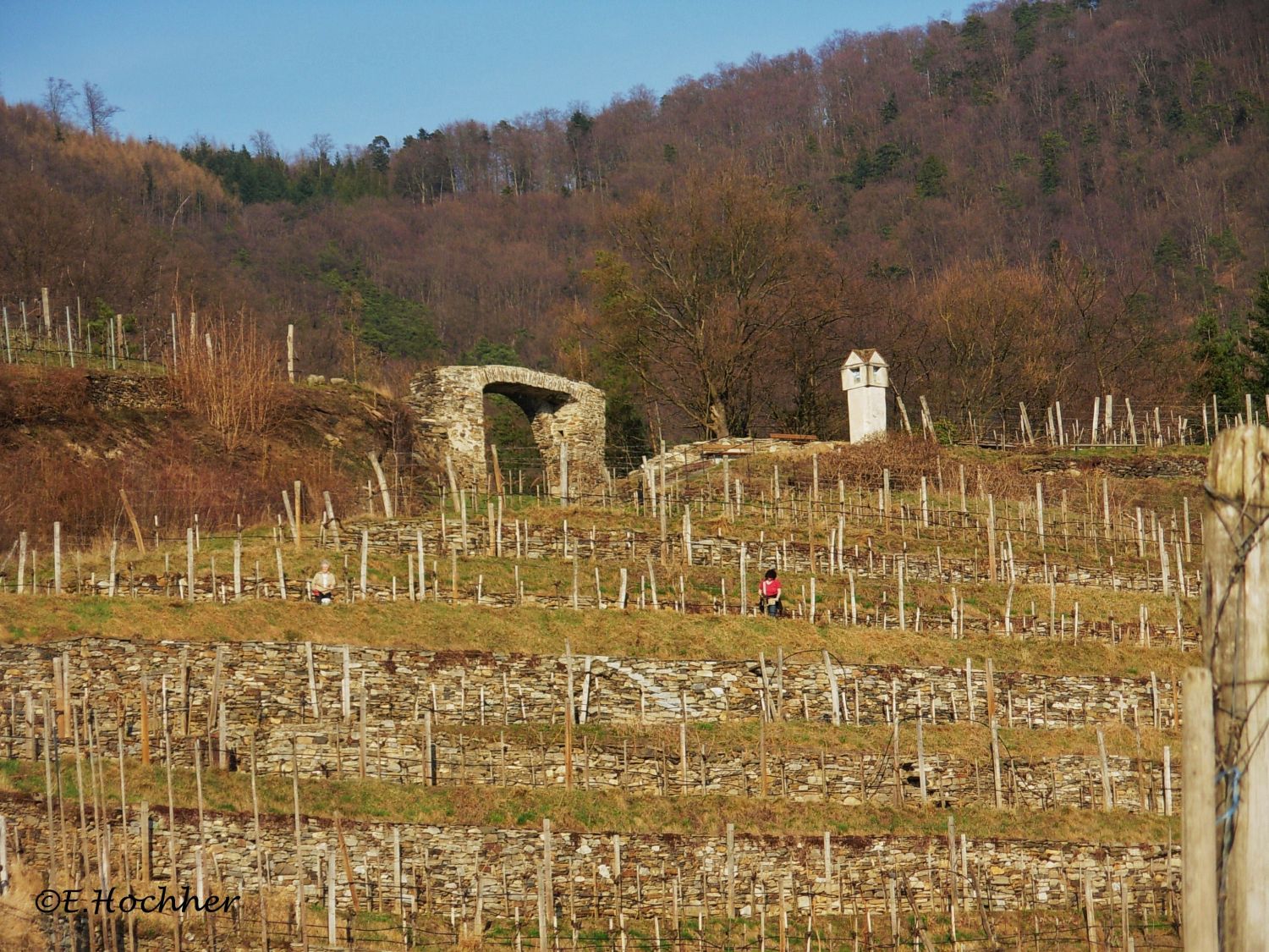 Arbeit im Weinberg