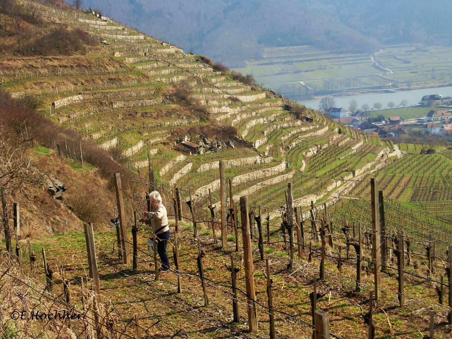 Arbeit in den Weinbergen 2