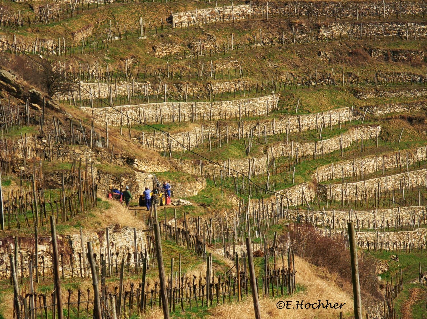 Arbeit in den Weinbergen