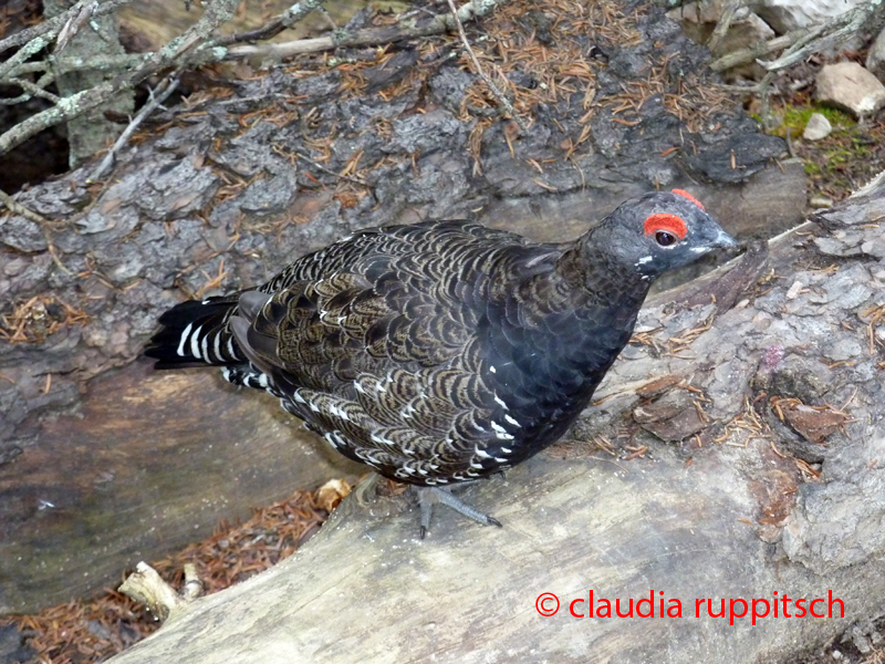 Auerhuhn, Banff Nationalpark, Alberta, Canada