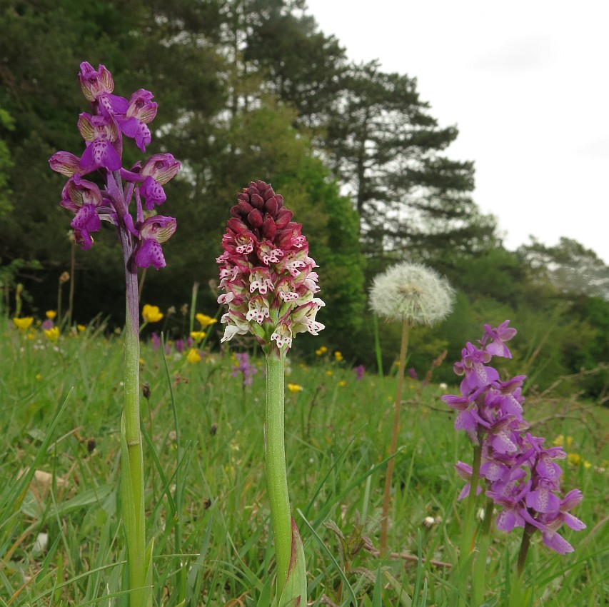 auf der Orchideenwiese