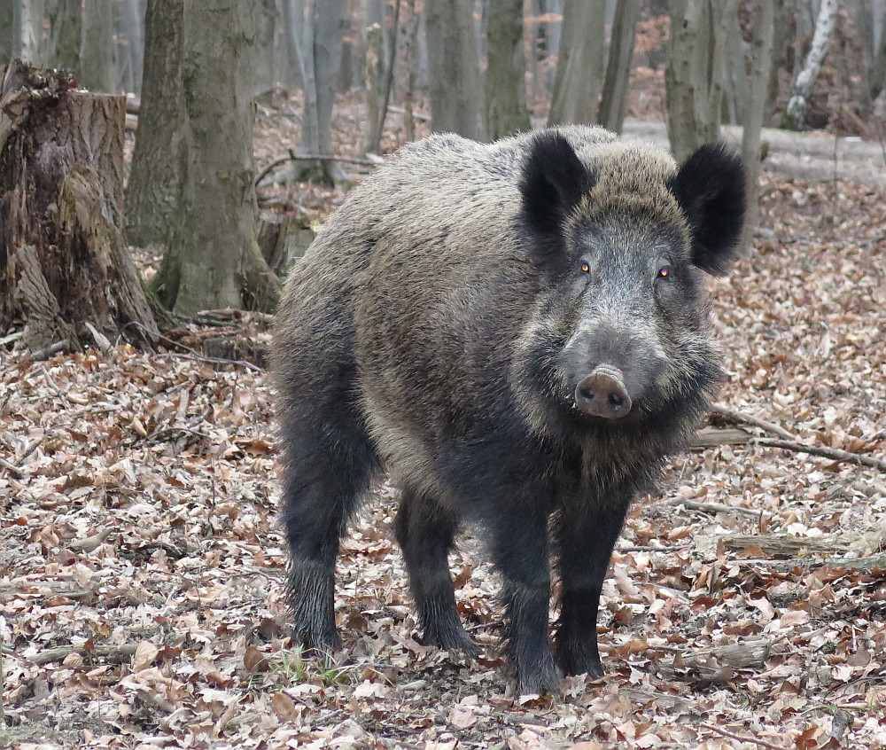 Aug in Aug mit dem wilden Schwein