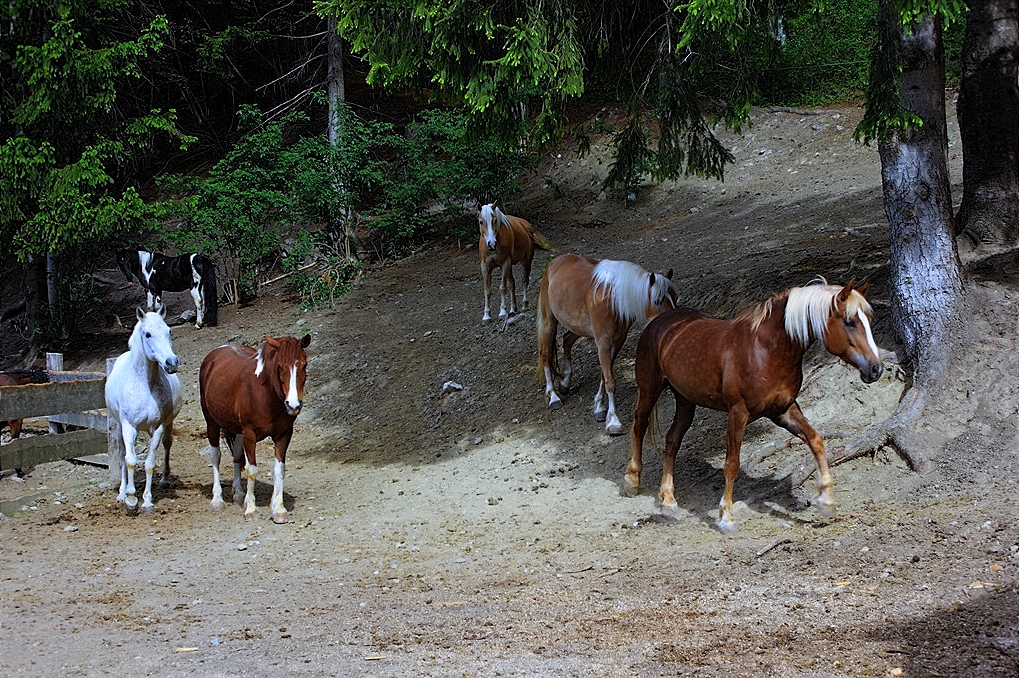 Auslauf