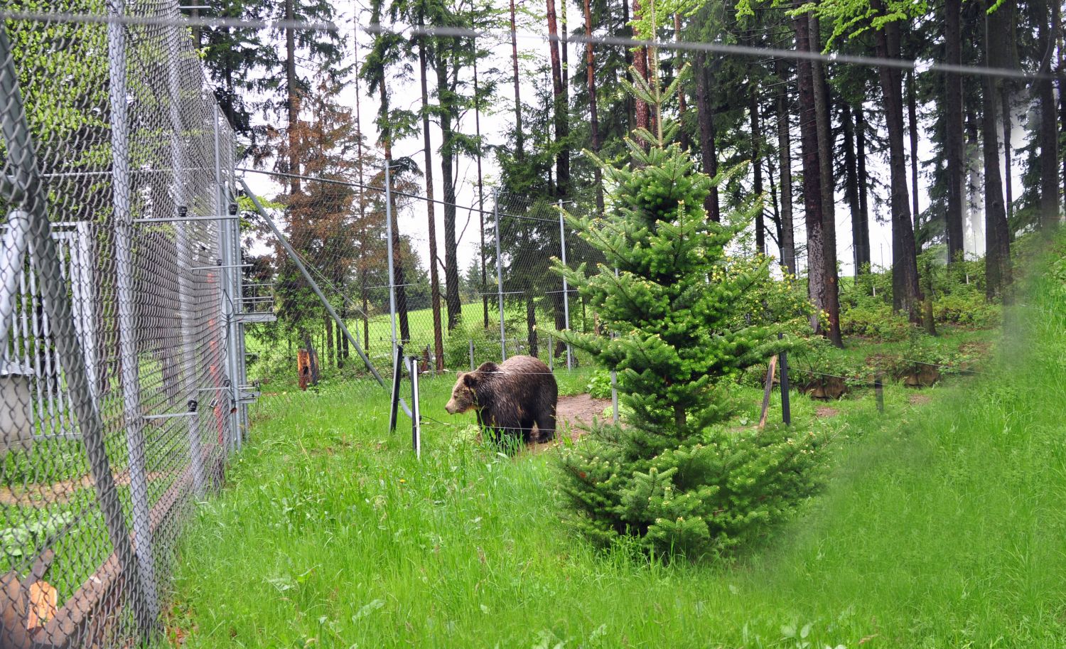 Bärenwald in Arbesbach