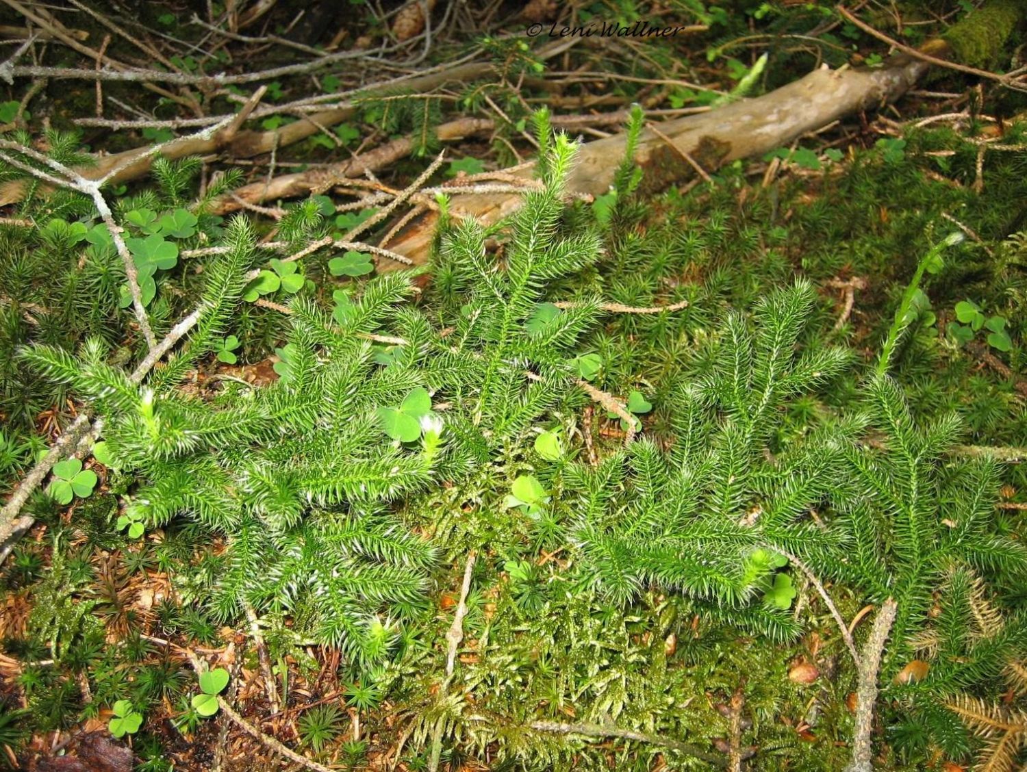 Bärlapp - Lycopodium