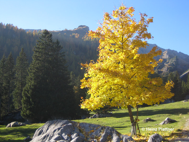 Bäume am Mutekopf