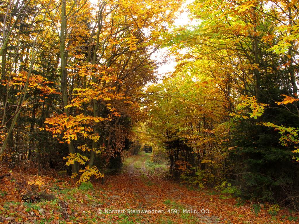 Bäume im Herbst - Herbstlaub