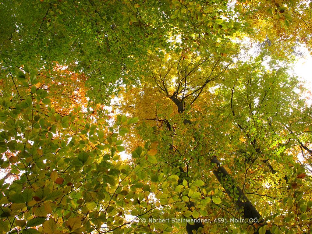 Bäume im Herbst - Herbstlaub