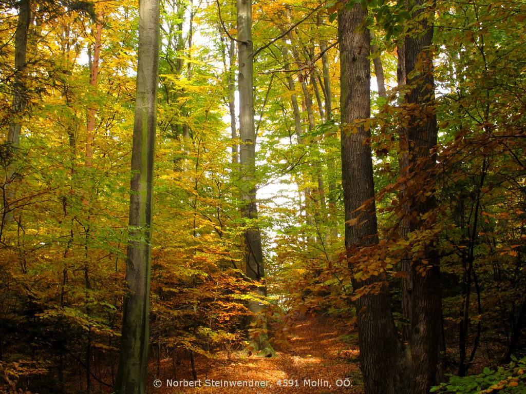 Bäume im Herbst - Herbstlaub