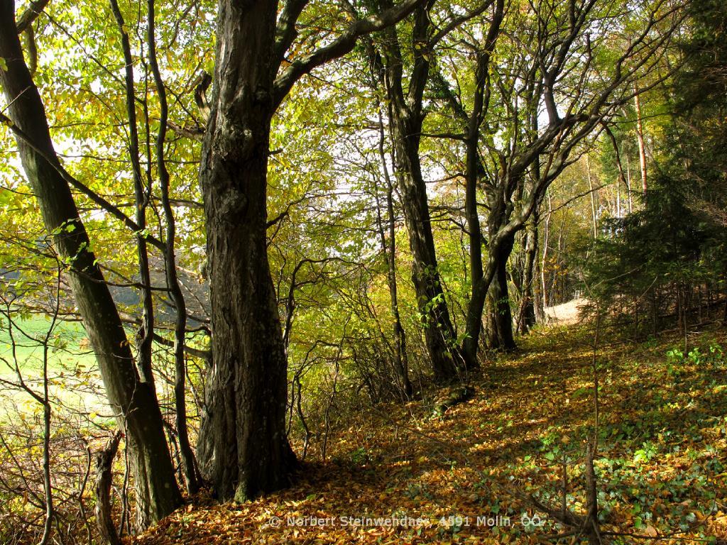 Bäume im Herbst - Herbstlaub