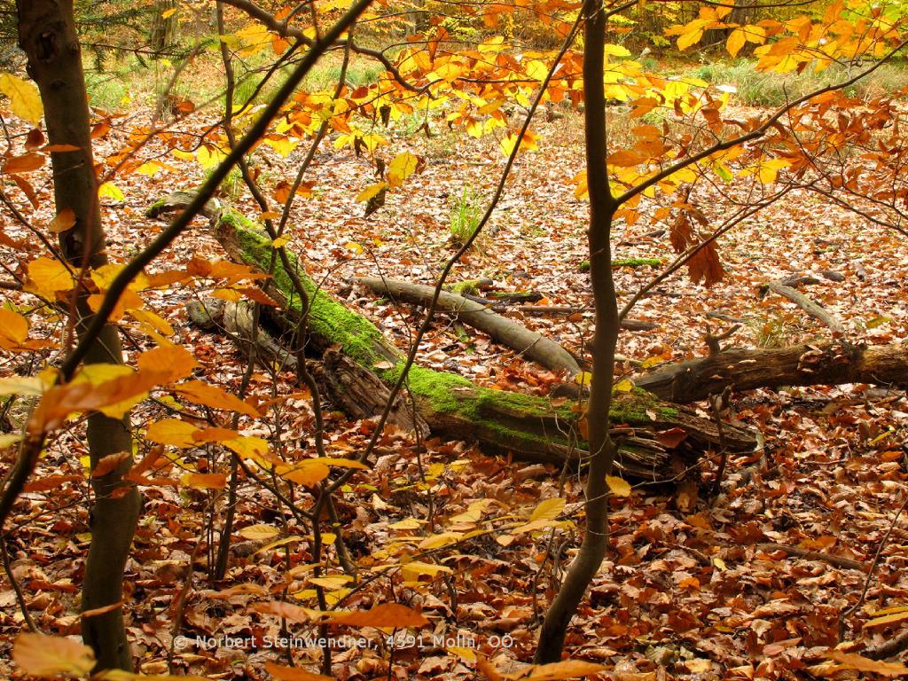 Bäume im Herbst - Herbstlaub