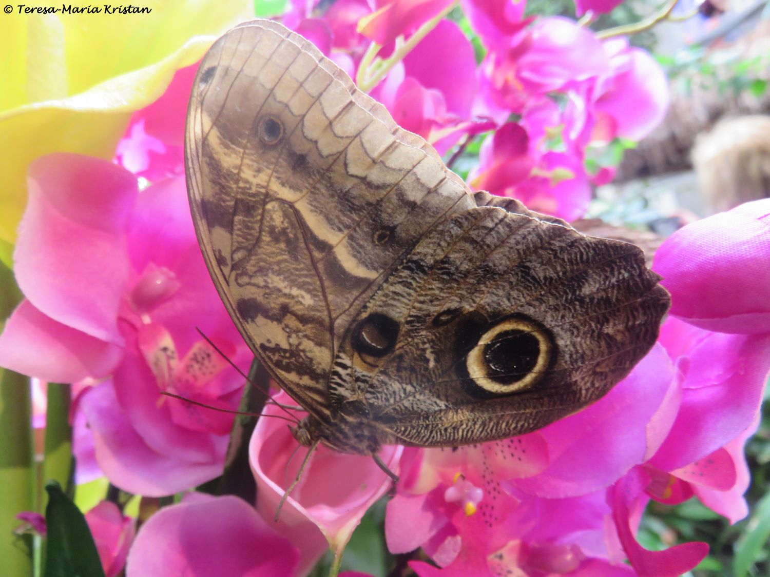 Bananenfalter (Caligo eurilochus)