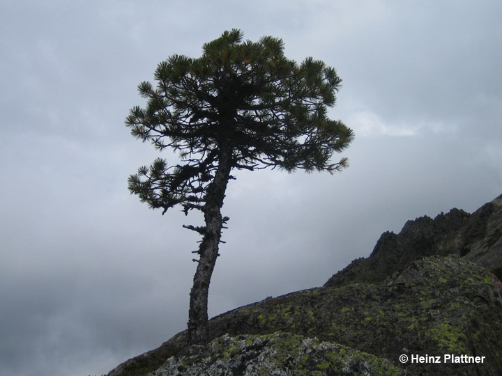 Baum am Gamskogel