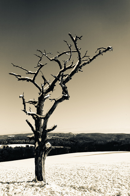 Baum im Schnee