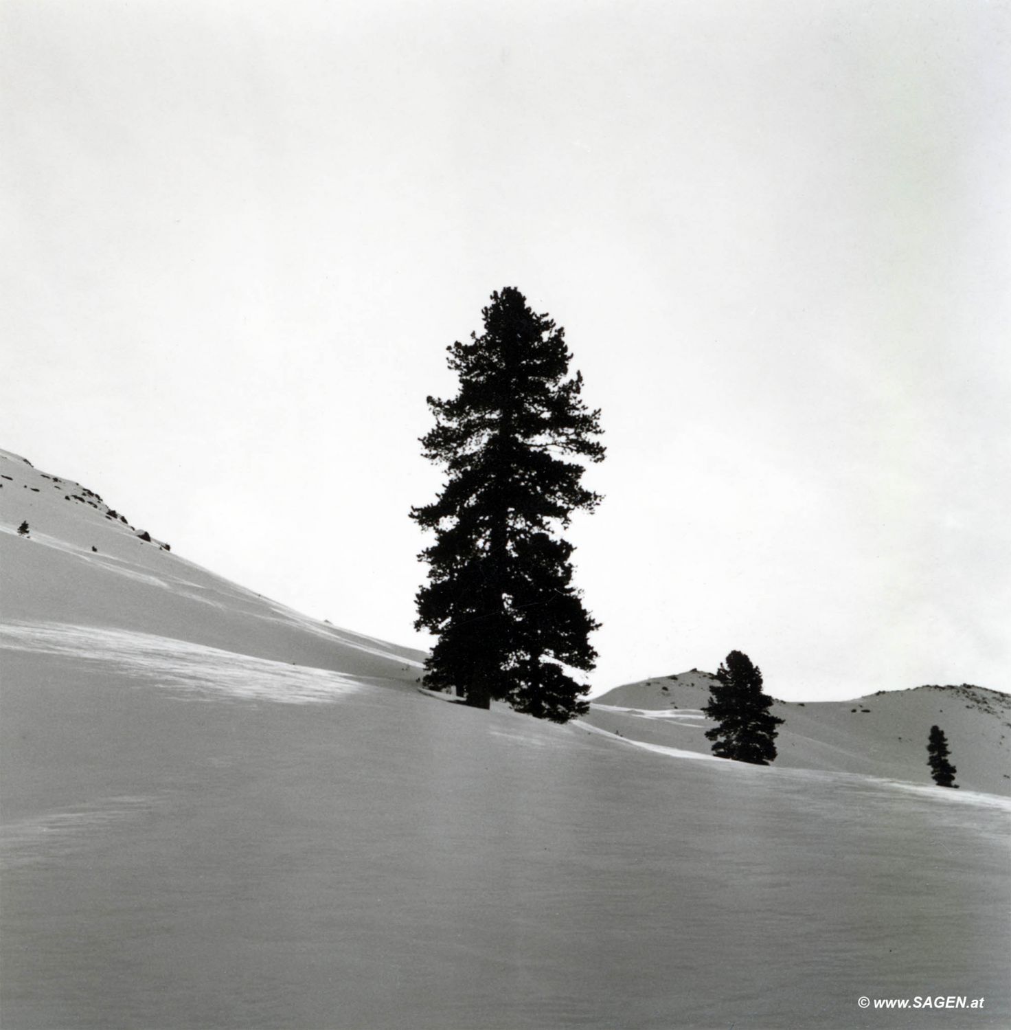 Baum im Schnee