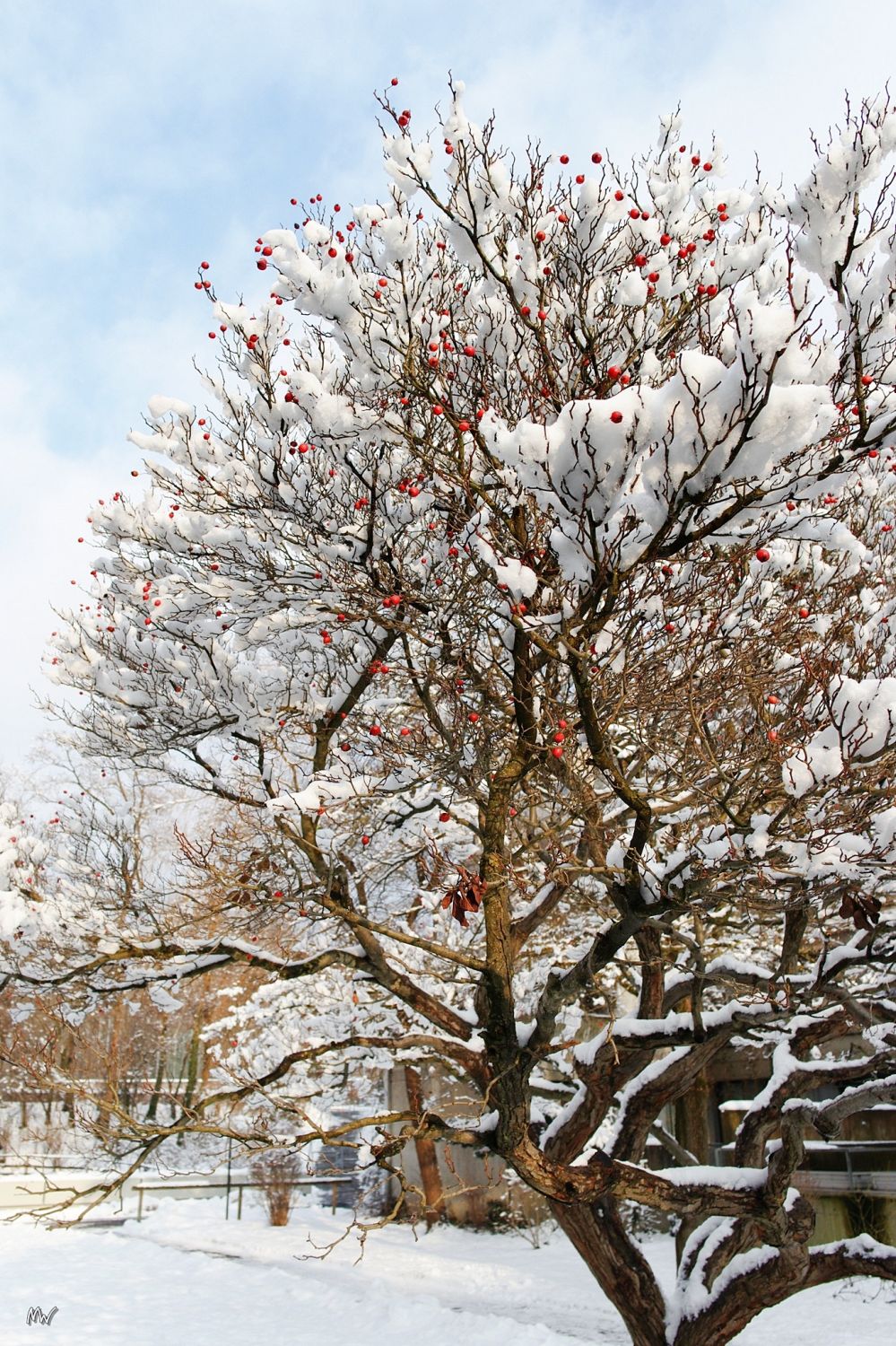 Baum mit rooten Beeren.