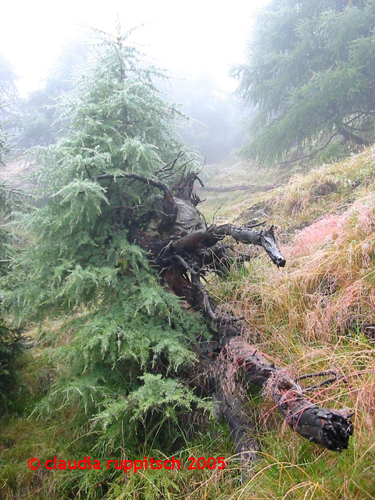 Baum/Wurzel Passeiertal