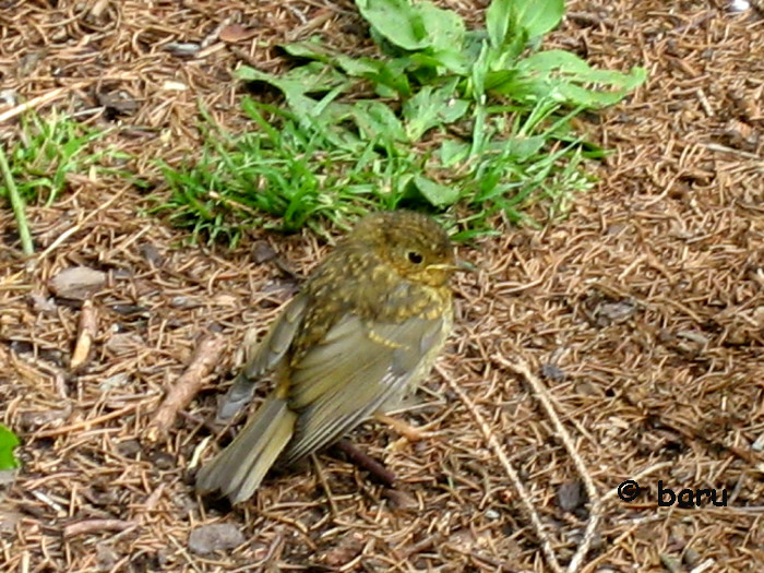 Begegnung im Wald