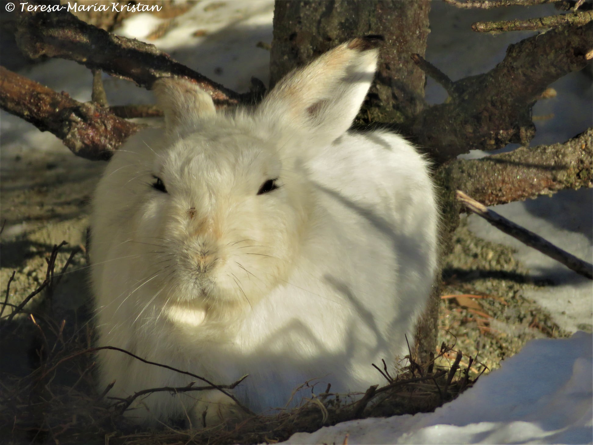 Begegnung mit einem Schneehasen