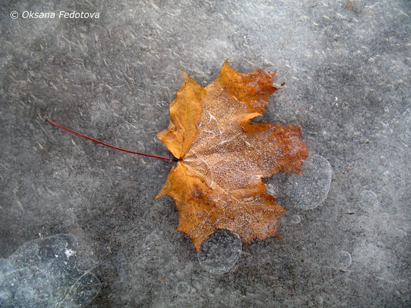 Begegnung von Herbst und Winter