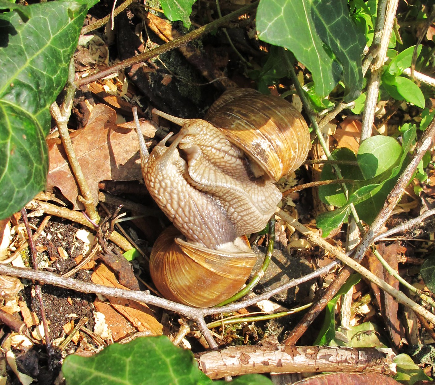 Begegnung zweier Weinbergschnecken