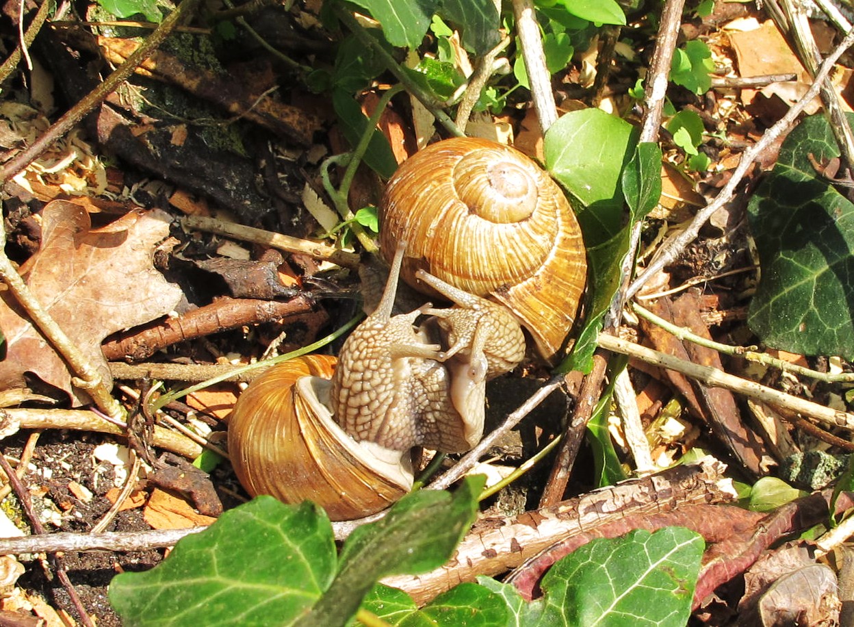 Begegnung zweier  Weinbergschnecken