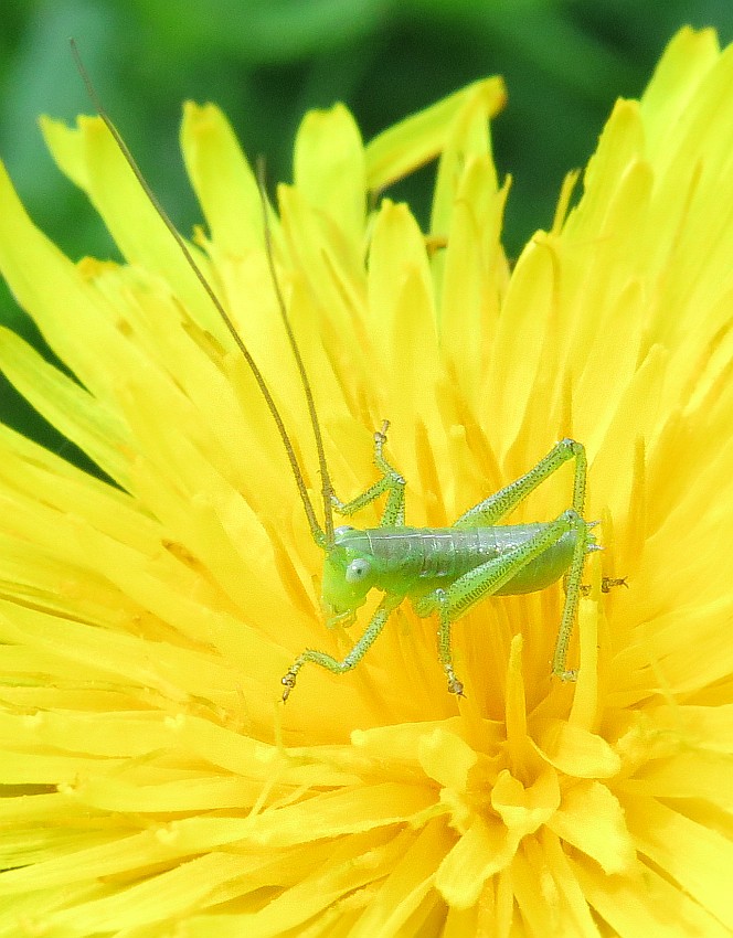 Besuch am Löwenzahn