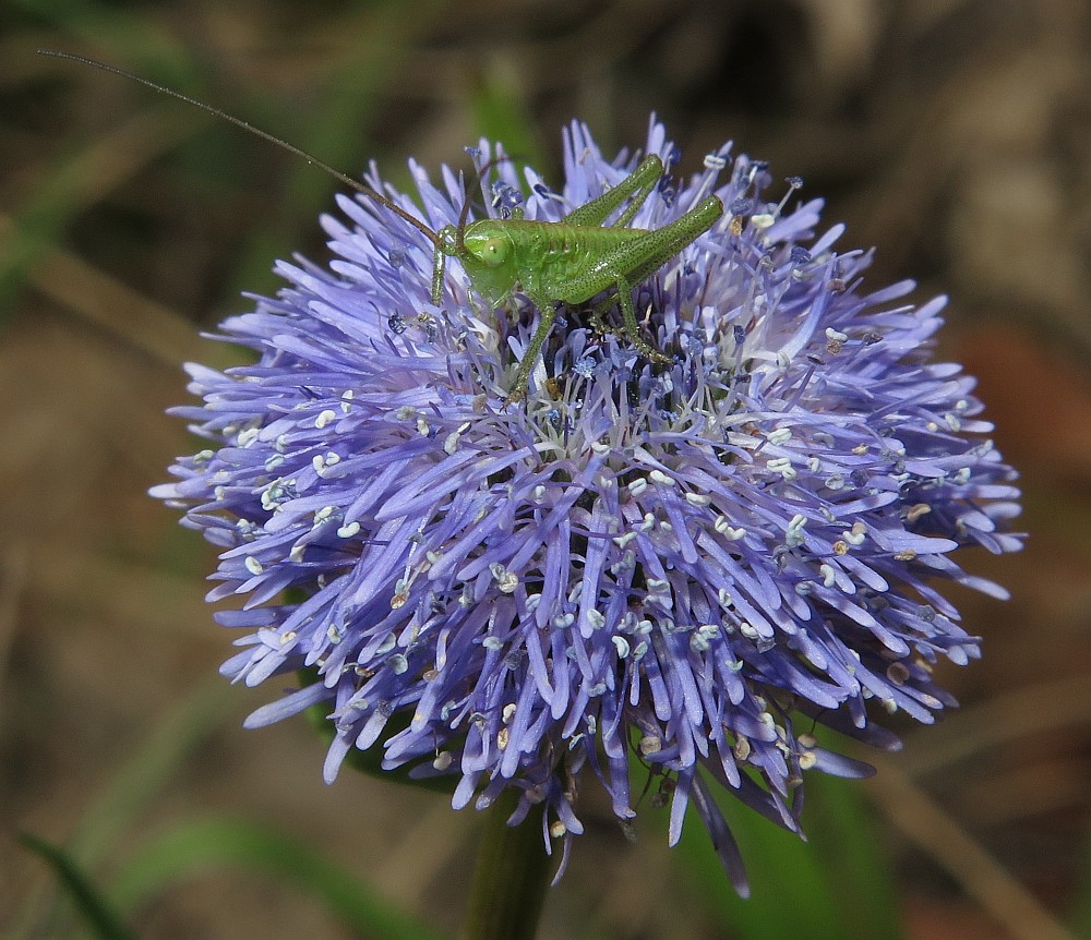 Besuch auf der Kugelblume