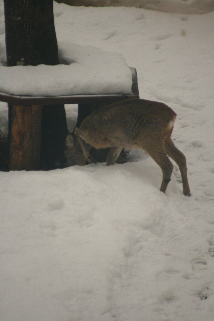 Besucher im Garten