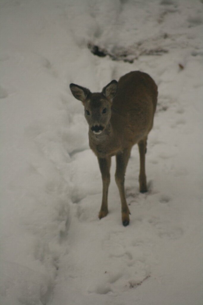 Besucher im Garten