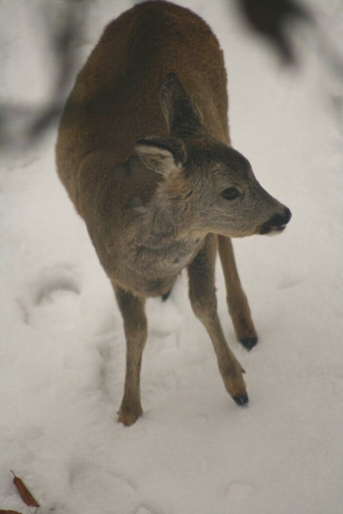 Besucher im Garten