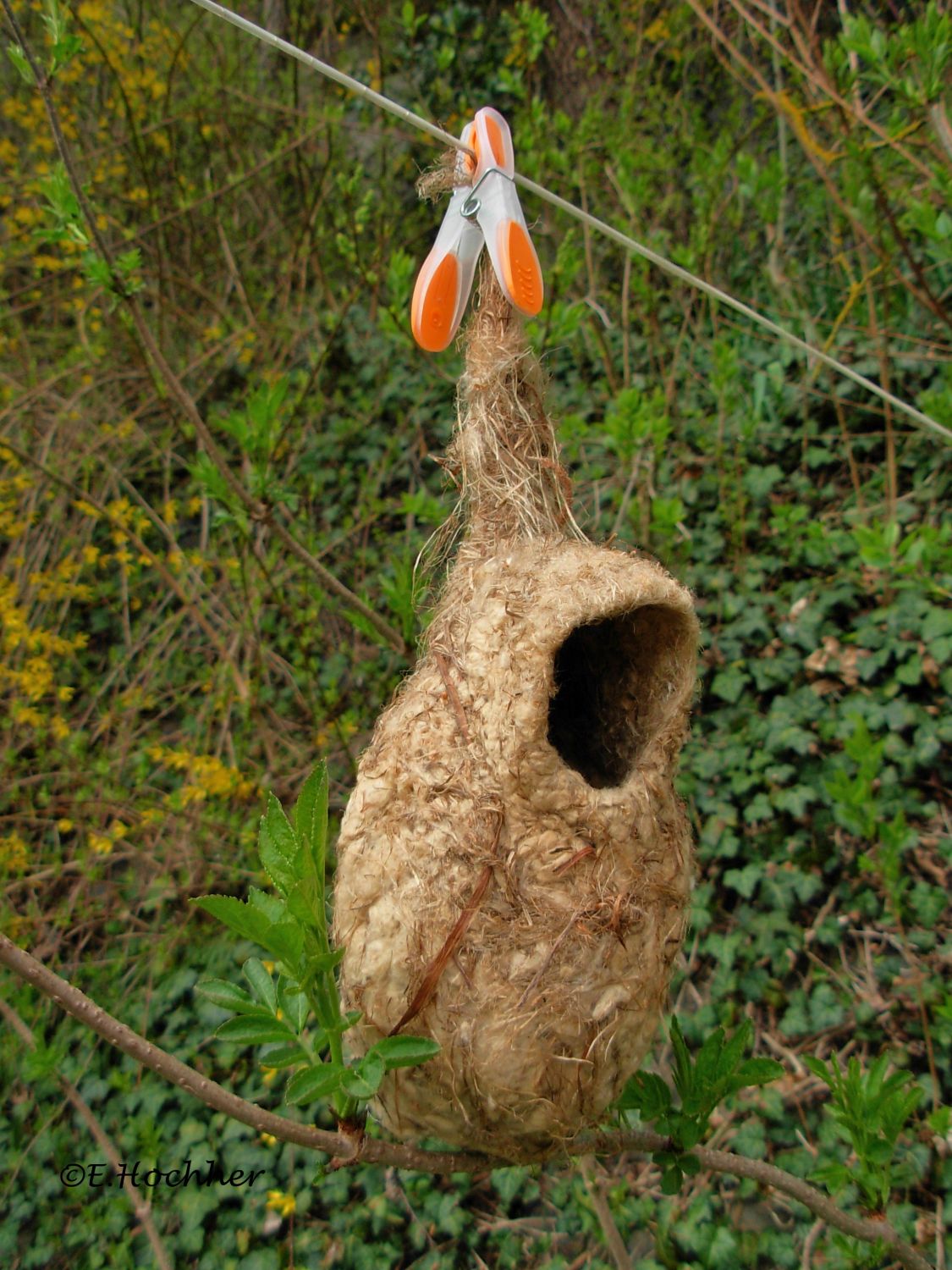 Beutelmeisen - Nest