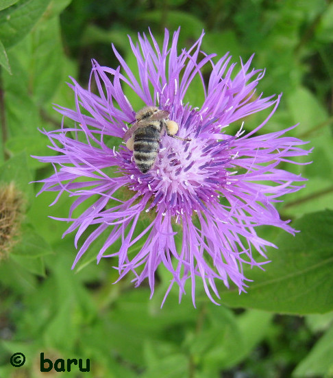 Biene auf einer Bergflockenblume