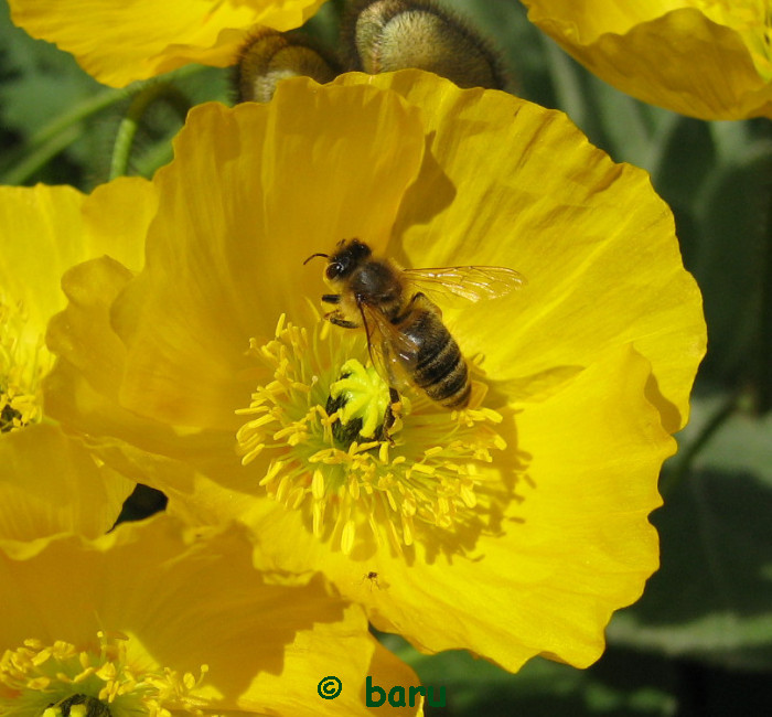 Biene im gelben Mohn