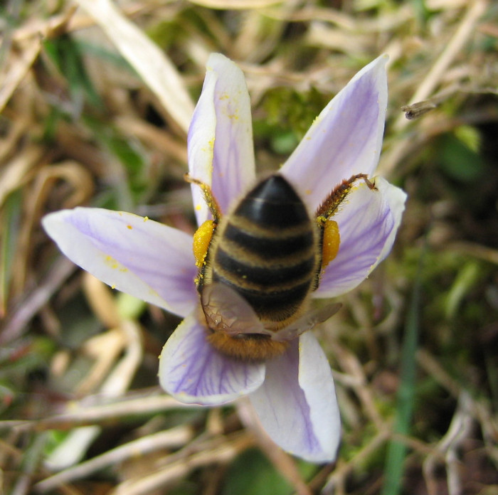 Biene im Krokus