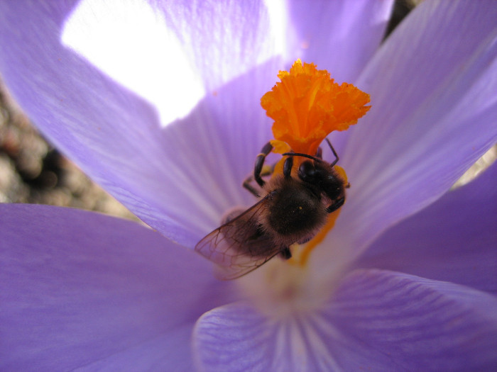 Biene im Krokus