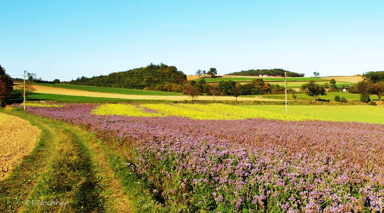 Bienenweide Blau-Gelb