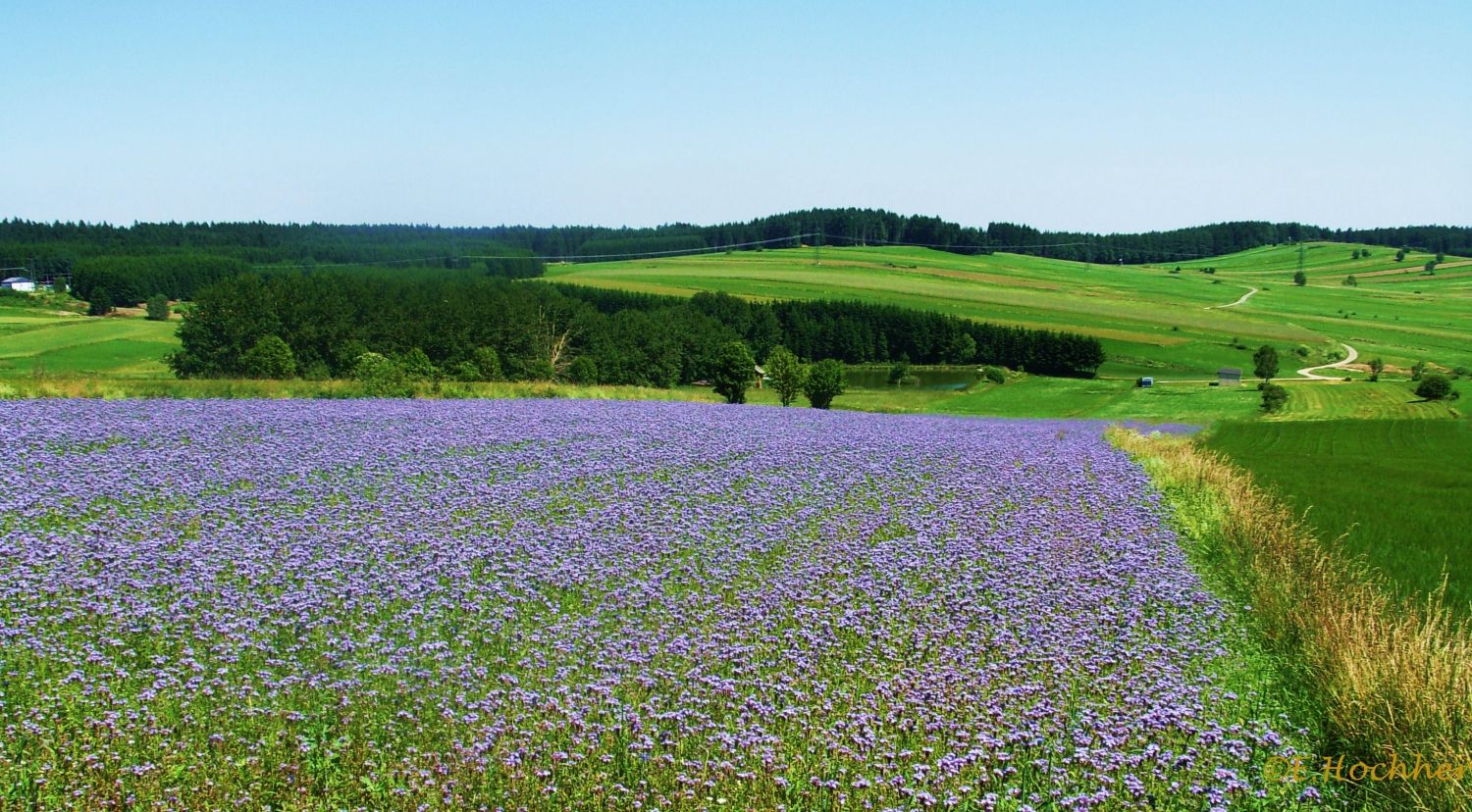 Bienenweide