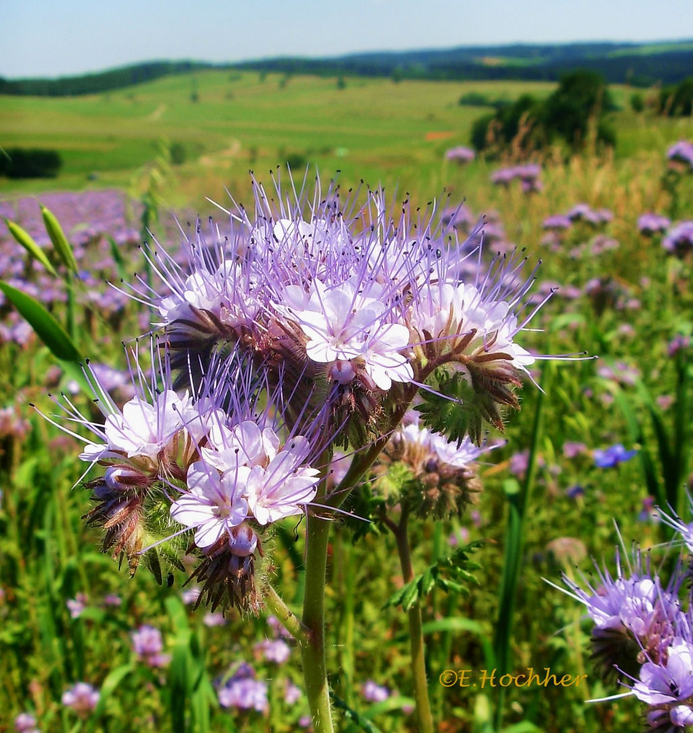 Bienenweide