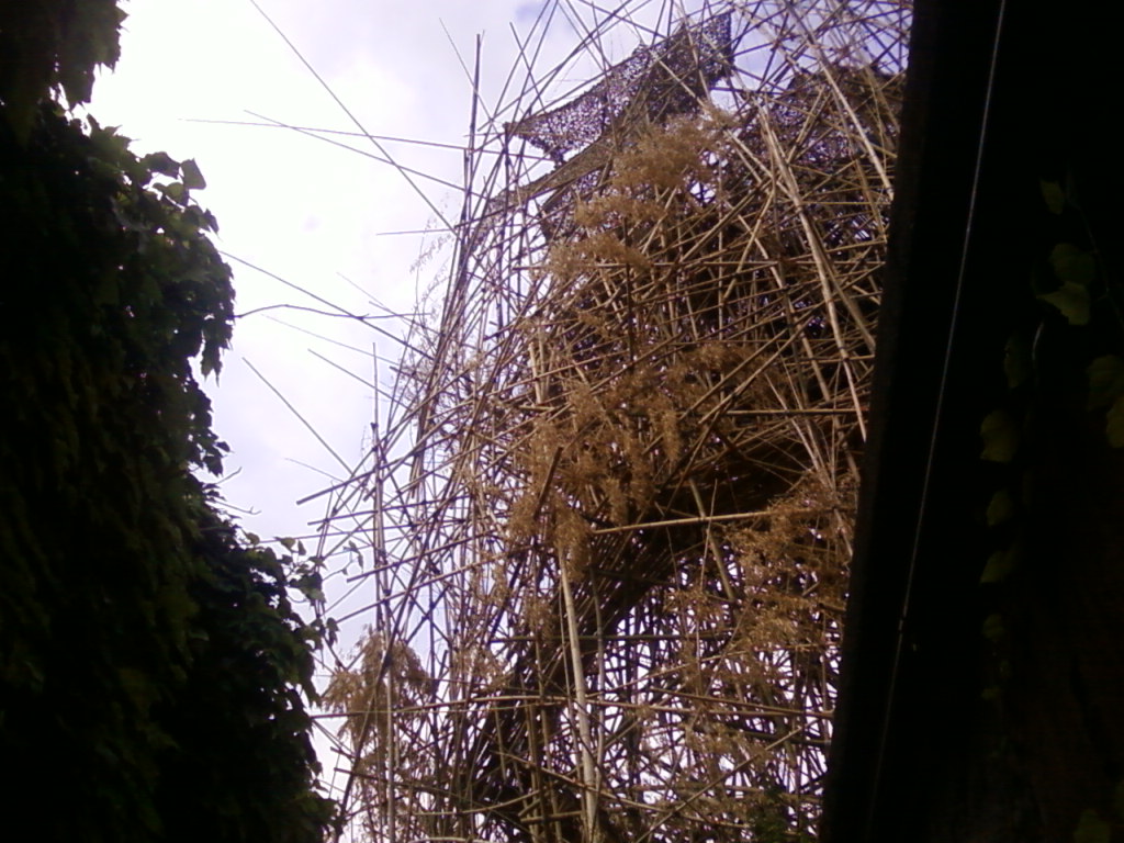 Big Bambu Starn