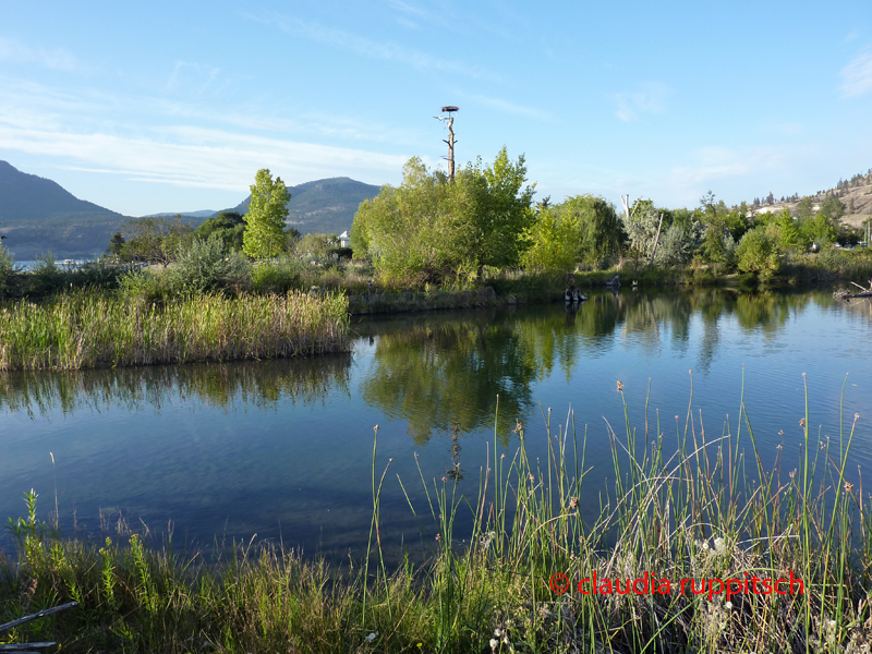 Biotop in Kelowna, BC, Kanada