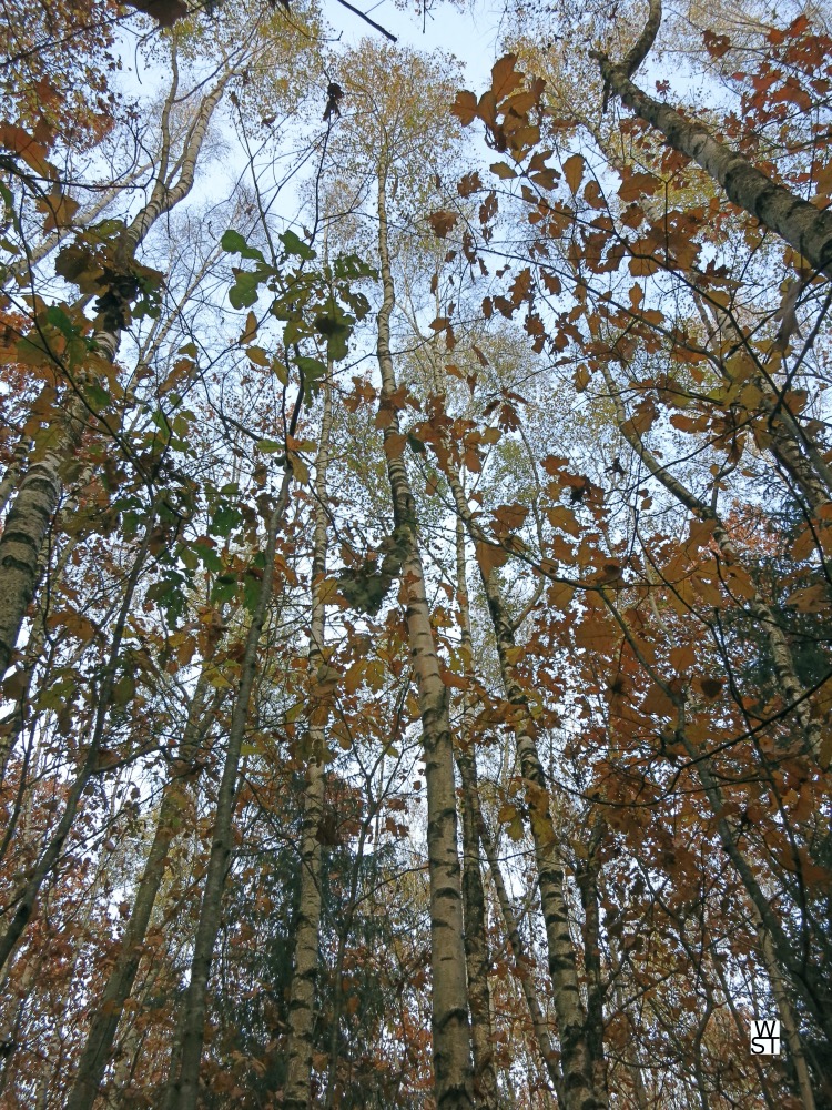 Birken im Herbst