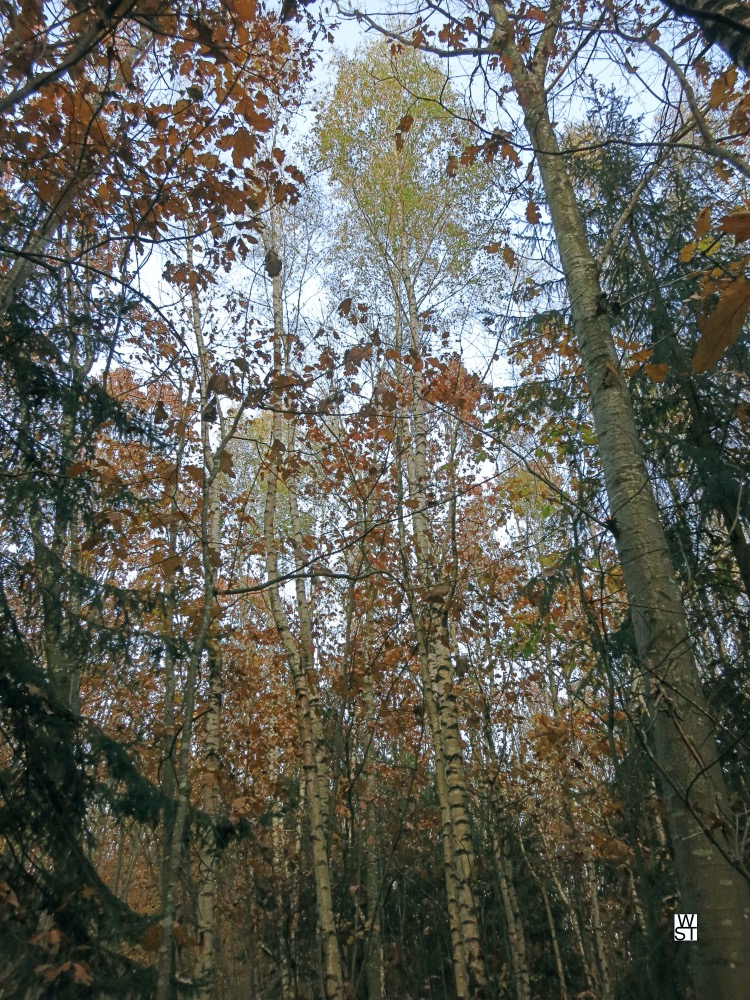 Birken im Herbst