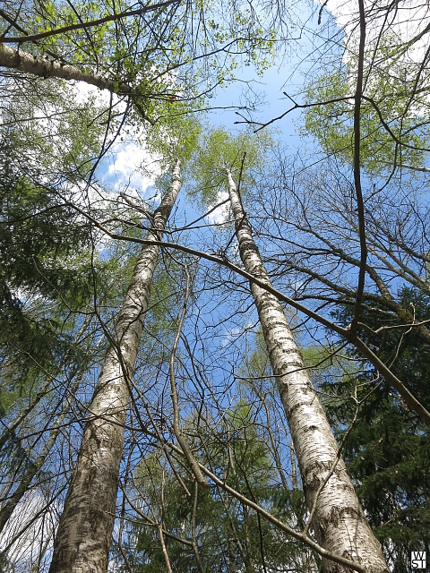 Birkenwald im April